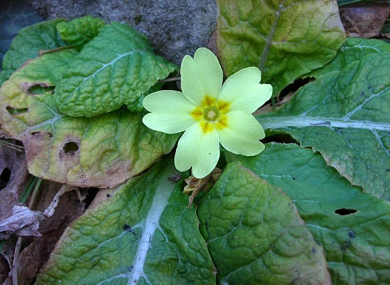 Primula vulgaris / Primula comune